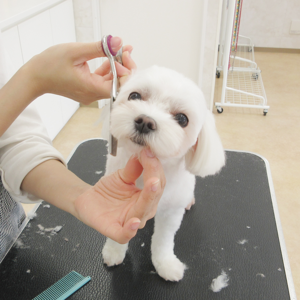 ˎs̃g~OTCalineɃg~OVv[ɗXĂ񂭂łB